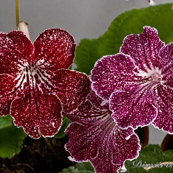 055__snowkist_strawberry_fizz_299
