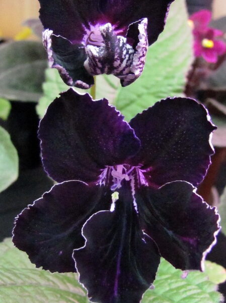 0801_015_159 0801_015_159