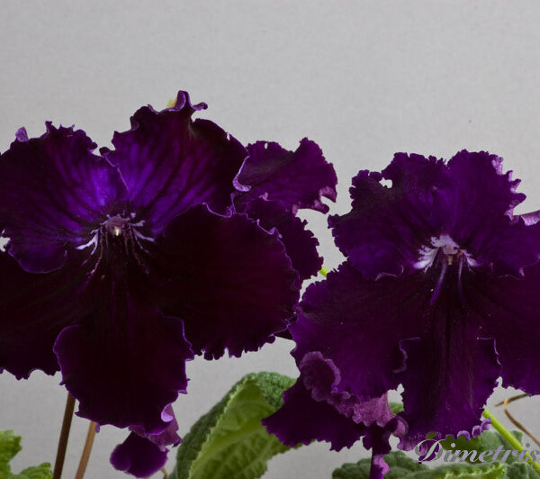 148__dark_shadow_184