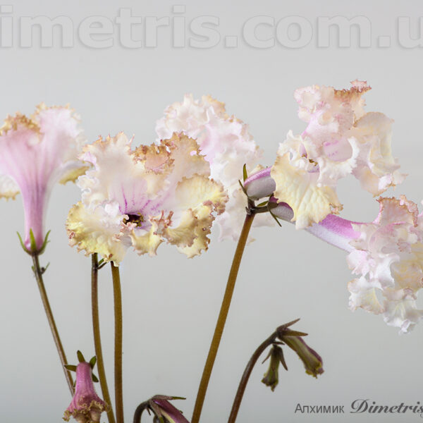 19b5fff52819746e67b9e3186446bc8f4419ce7210135880c0pimgpsh_fullsize_distr_211