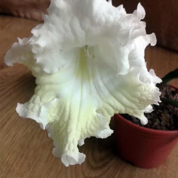 2013_04_08_080906_728 2013_04_08_080906_728