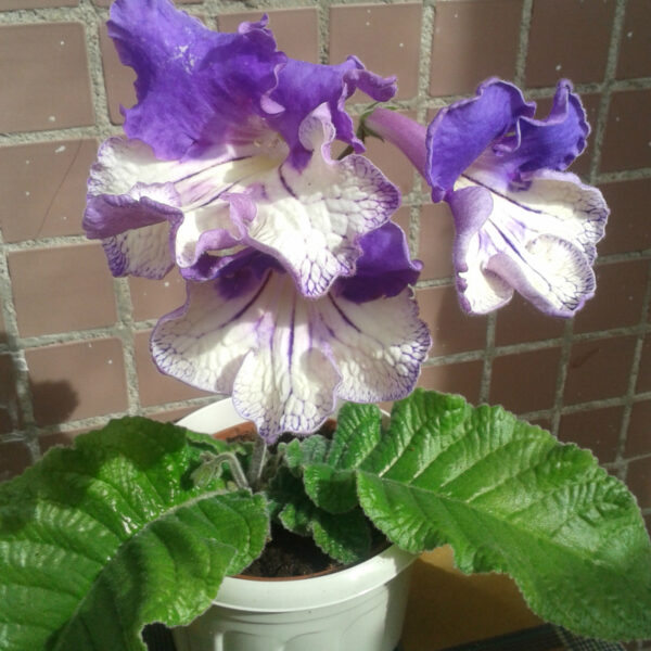20140520_103511_563