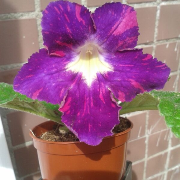20140524_135951_236