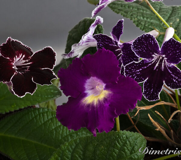 267_2__190 267_2__190
