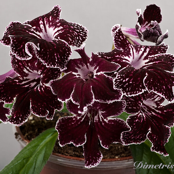 267_2__960 267_2__960