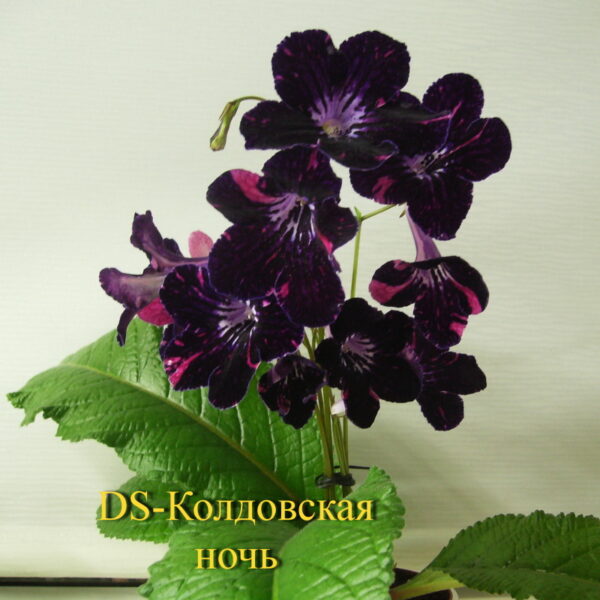 2684_1429218536.jpg_166