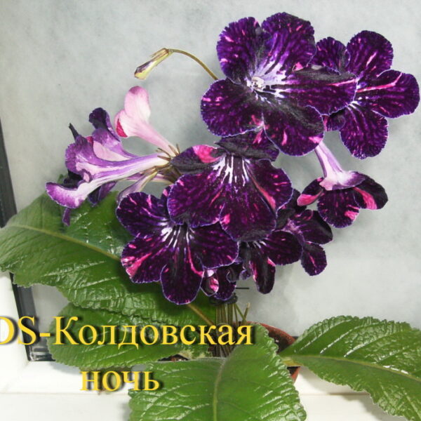 2684_1429218563.jpg_157