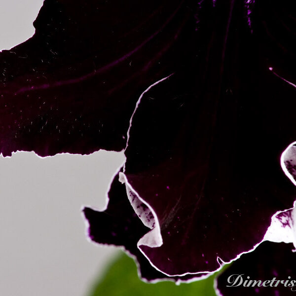 4_1246911632.jpg_552