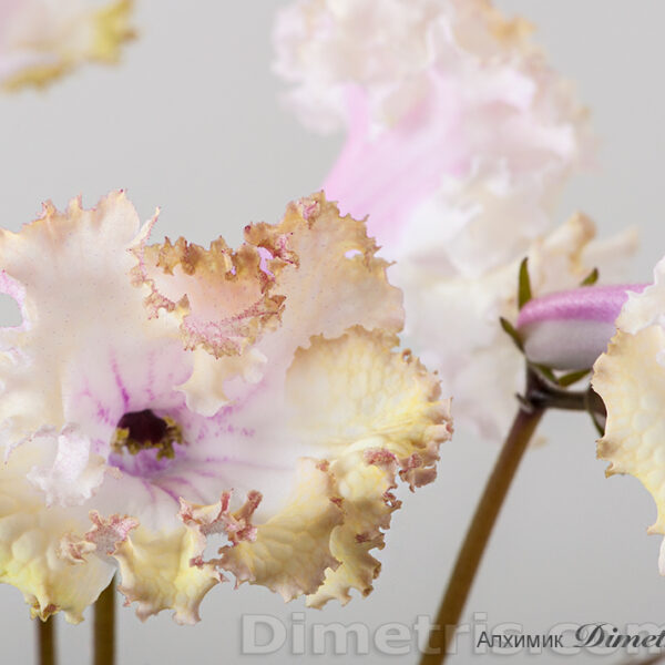 880d3ff5d11f8c68d9ff605db2d2c789ff83c7157d3e40cd10pimgpsh_fullsize_distr_555