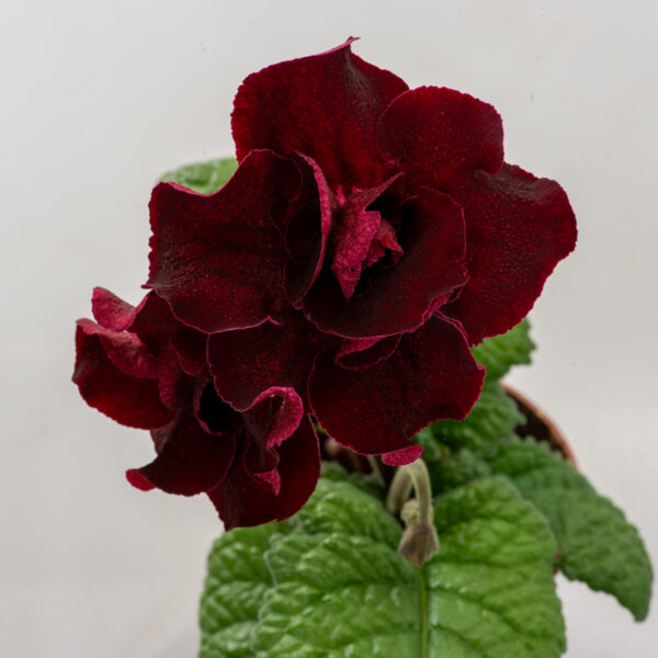 DS-3128-