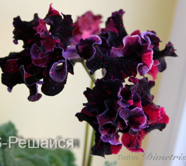 ae_195_729 ae_195_729