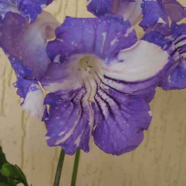 ae_ue_145