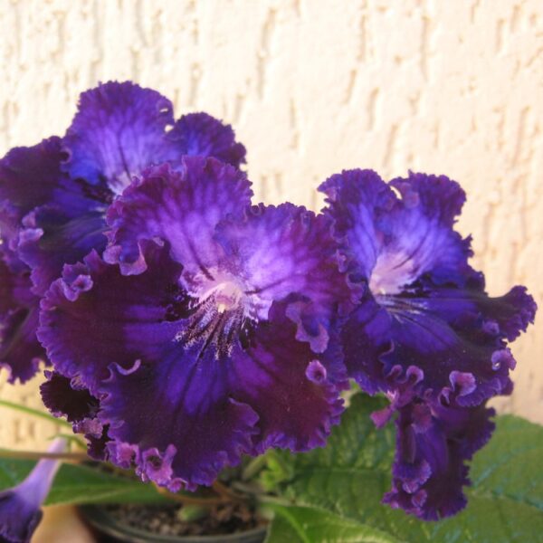 ae_ue_706 ae_ue_706