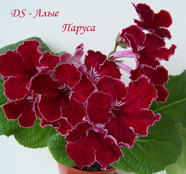 alieparusa_515