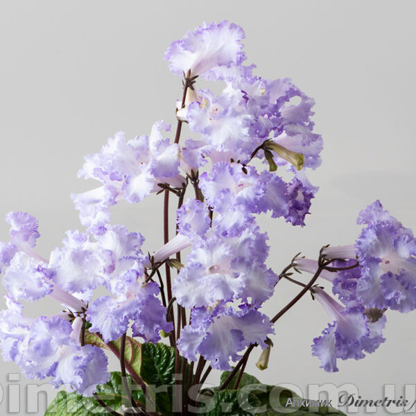 b8452beb3f525f66f381826b9c60b63ac838cd294834cb7fe8pimgpsh_fullsize_distr_149