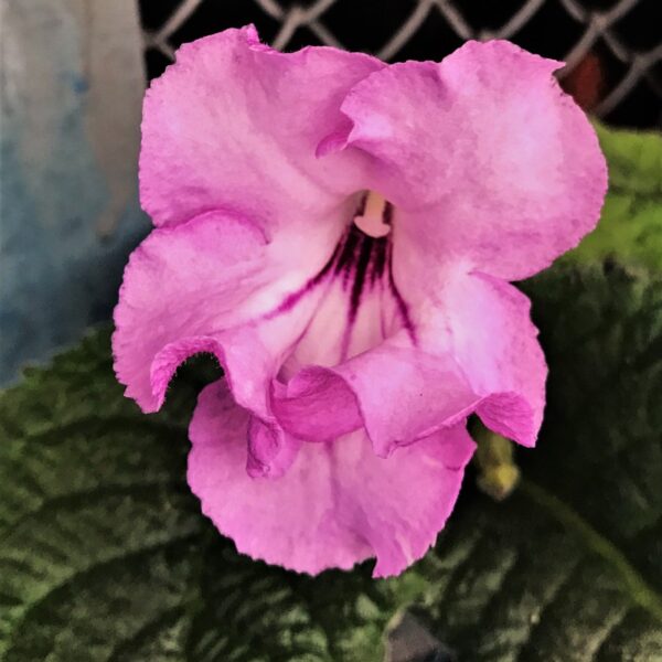 ccsb4471_568 ccsb4471_568