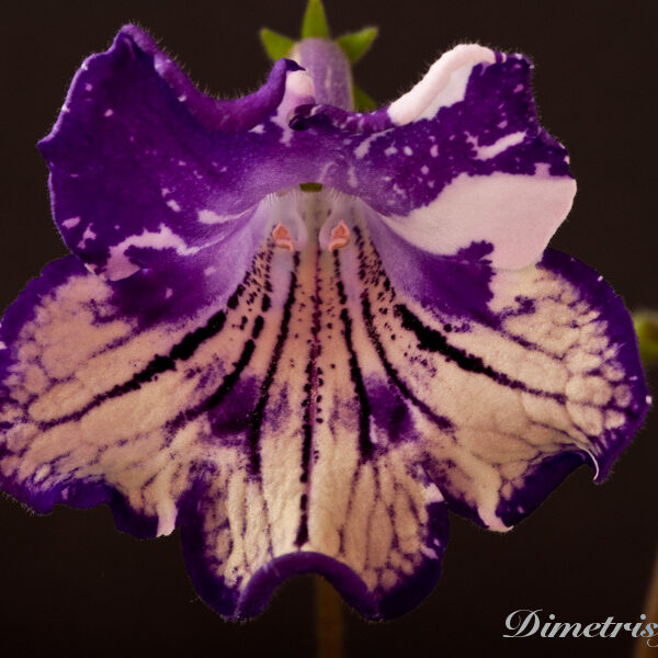 ds_1008__100