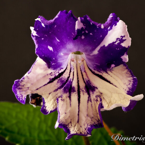 ds_1008__214