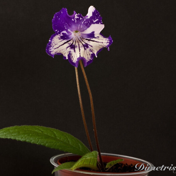 ds_1008_equal_726
