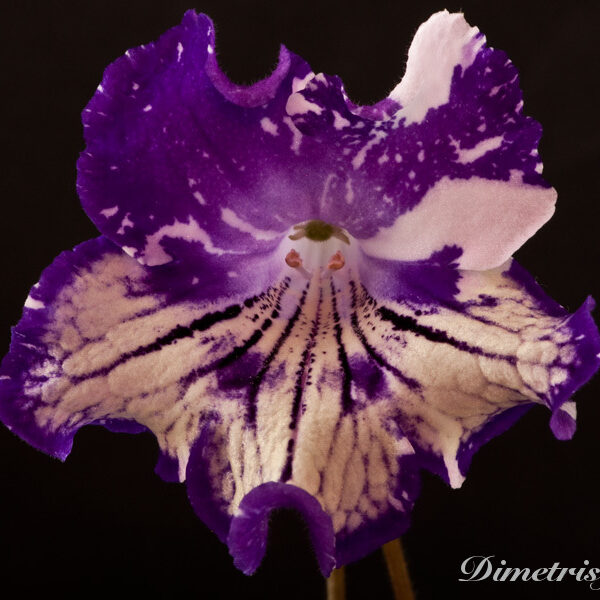 ds_1008_equal__109
