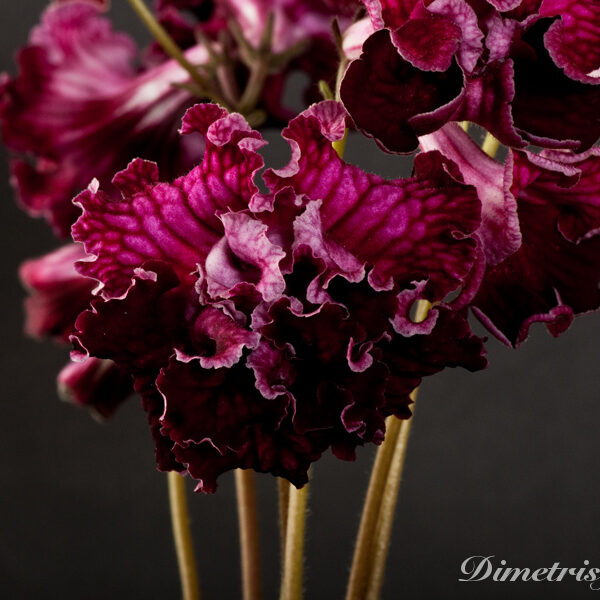 ds_1012__124