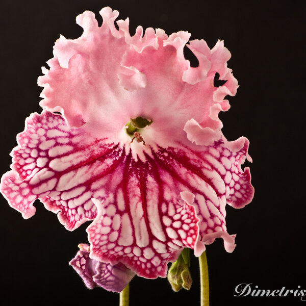ds_1034_874