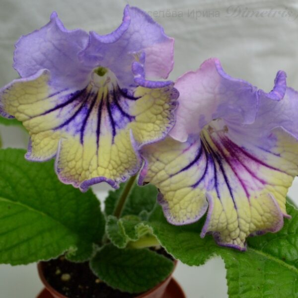 ds_1051_1_192