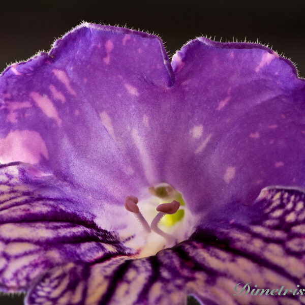 ds_1056__153