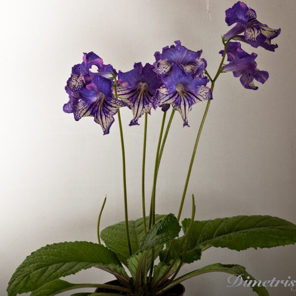 ds_1056_ue_199