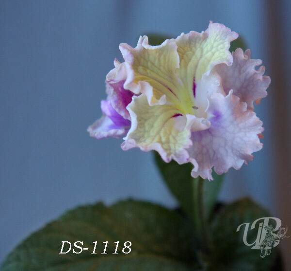 ds_1118_2_155 ds_1118_2_155
