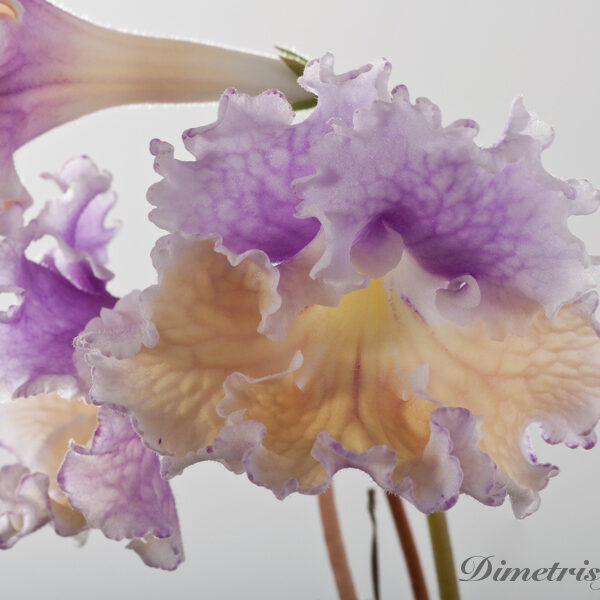 ds_1118__128 ds_1118__128