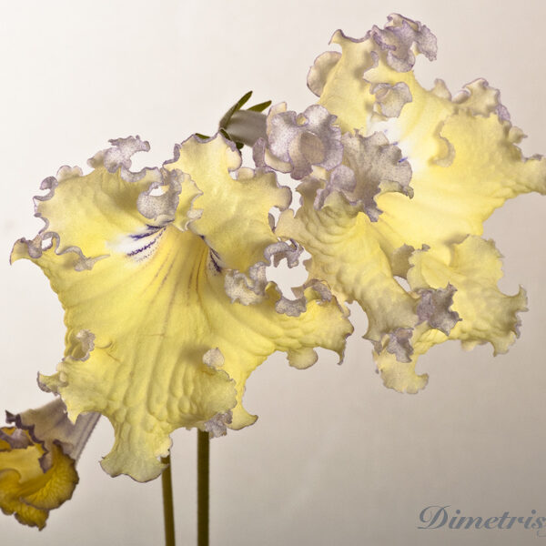 ds_1123_ue_978