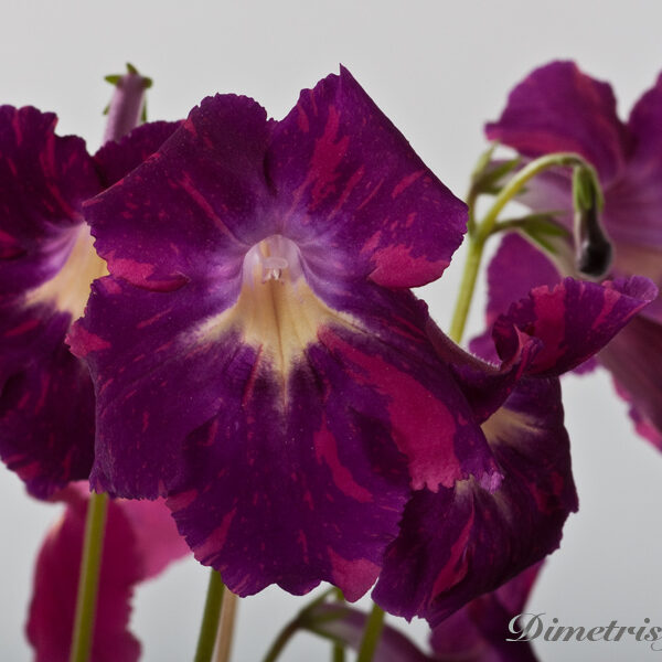 ds_1127_ue_595
