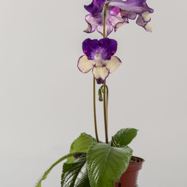 ds_11640__171