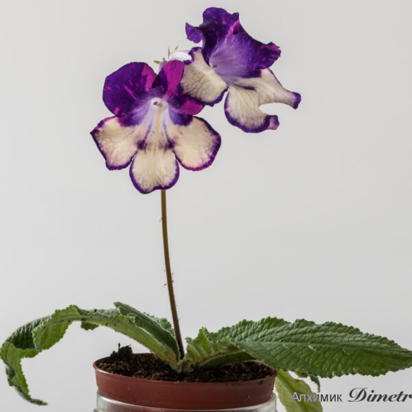 ds_1164_ae_297