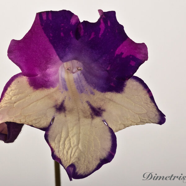 ds_1164_equal_946