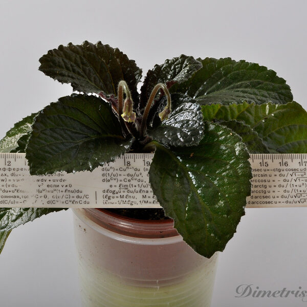 ds_1180__129