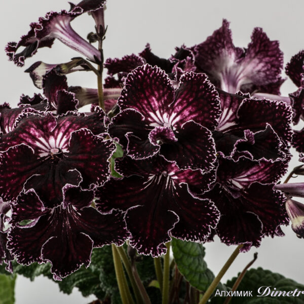 ds_1216__118