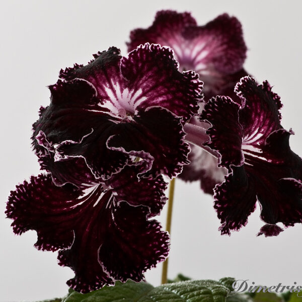 ds_1216ae_373