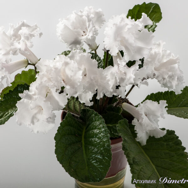 ds_1248_ue_211