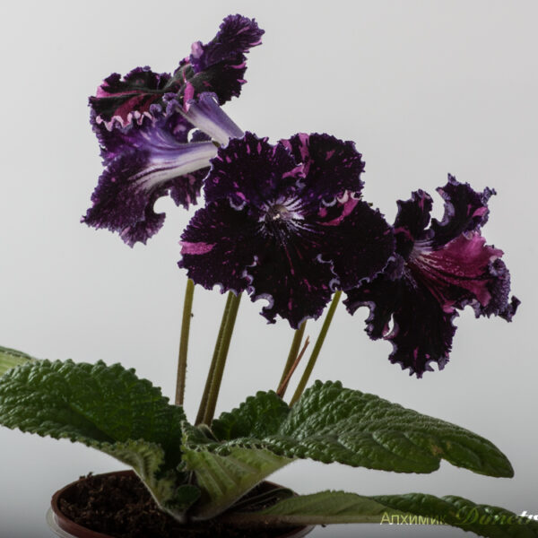 ds_1330__922