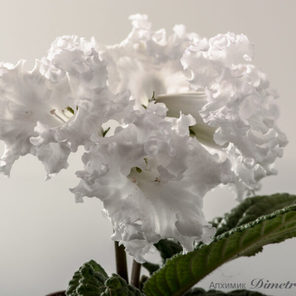 ds_1427__380