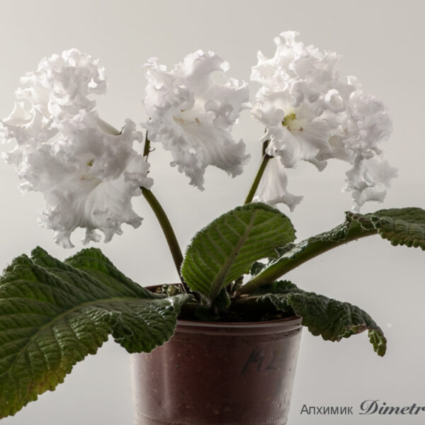 ds_1427_ctyn_534