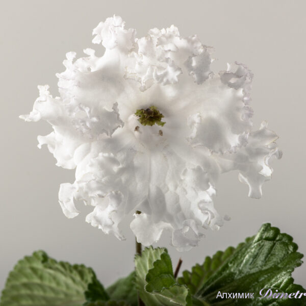 ds_1453__620
