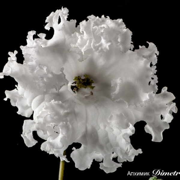ds_1453__670