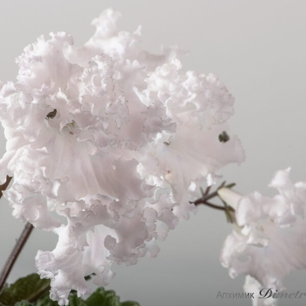 ds_1453_aeue_693
