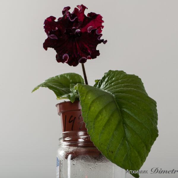 ds_1479__689
