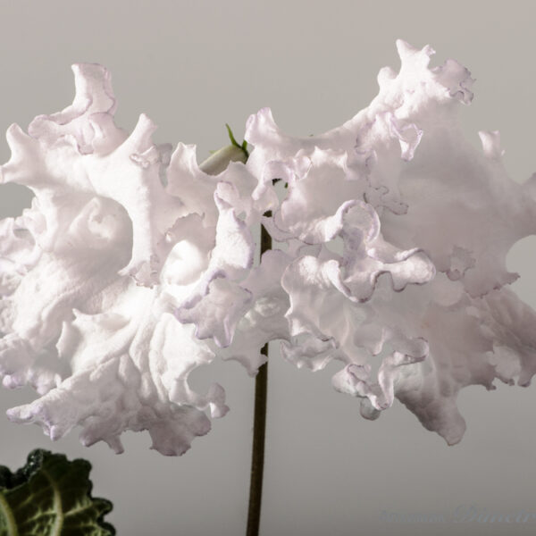 ds_1480equalequal_124