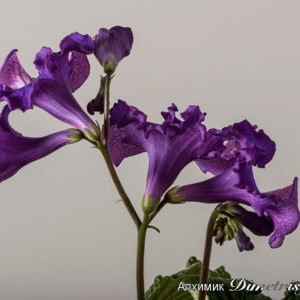 ds_1506__202