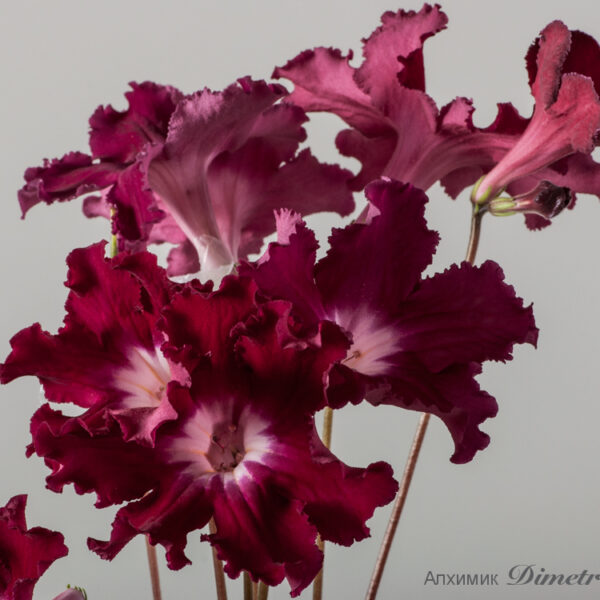 ds_1512_613